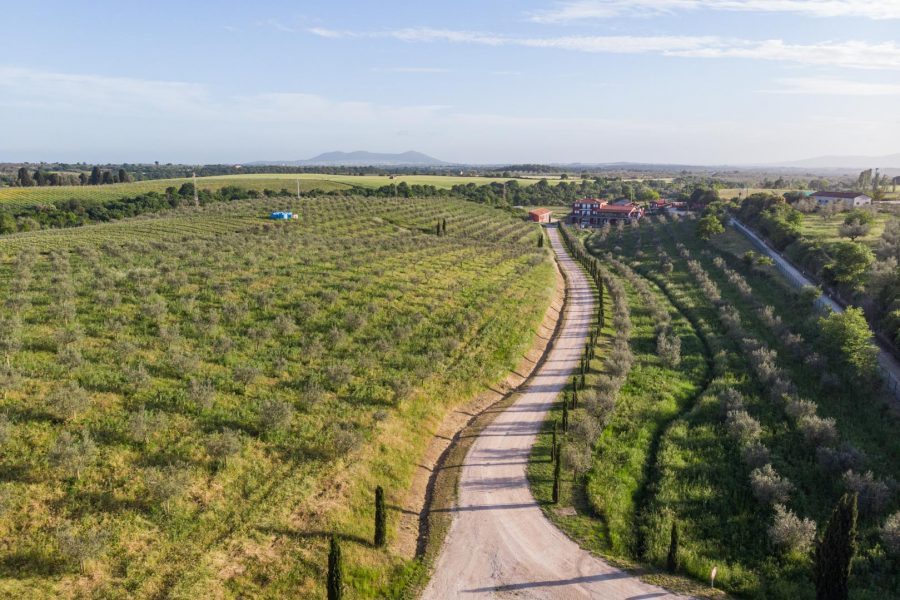 Vista aerea dei vigneti Terre di Marfisa a Farnese