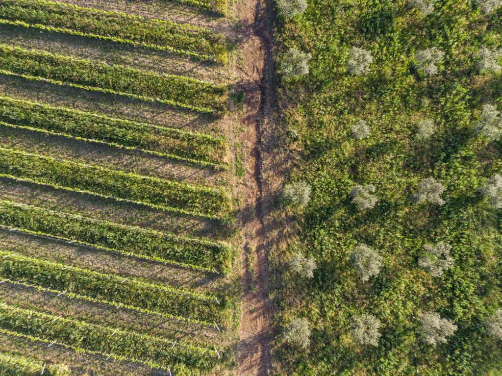 Vista aerea dei vigneti Terre di Marfisa a Farnese
