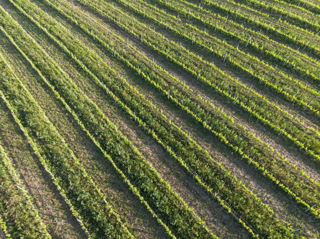 Vista aerea dei vigneti Terre di Marfisa a Farnese