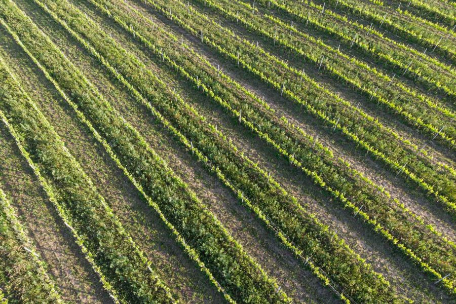Vista aerea dei vigneti Terre di Marfisa a Farnese