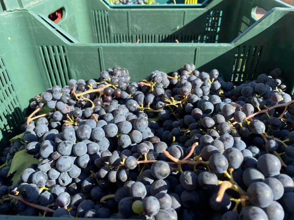 Vendemmia alle Terre di Marfisa a Farnese