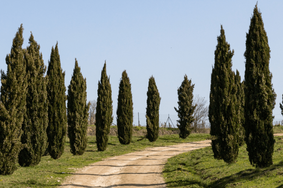 Il Podere di Marfisa - wine resort nella Tuscia a Farnese